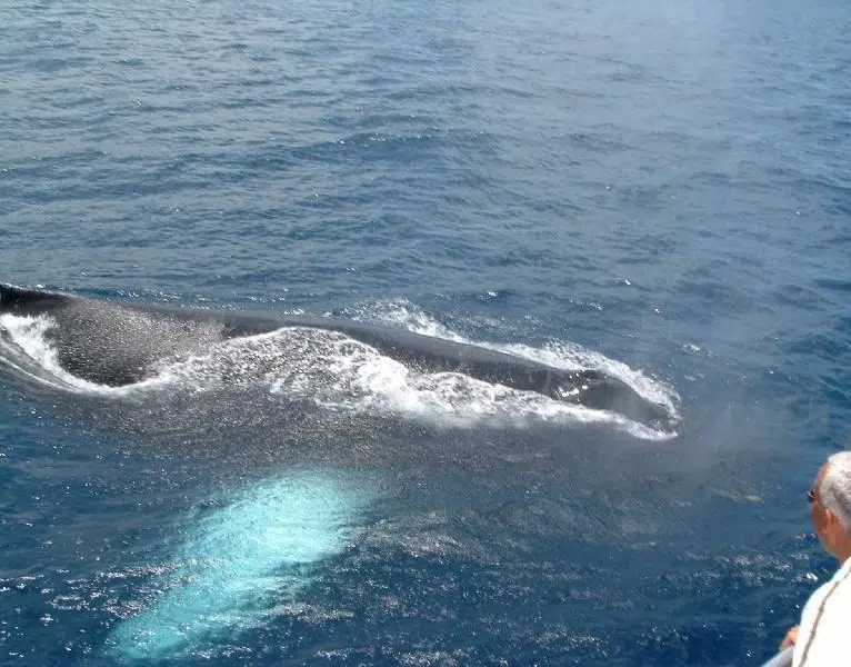 Private Premium Whale and Dolphin Safari St Lucia - Image 5