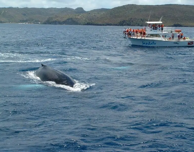 Private Premium Whale and Dolphin Safari St Lucia - Image 4