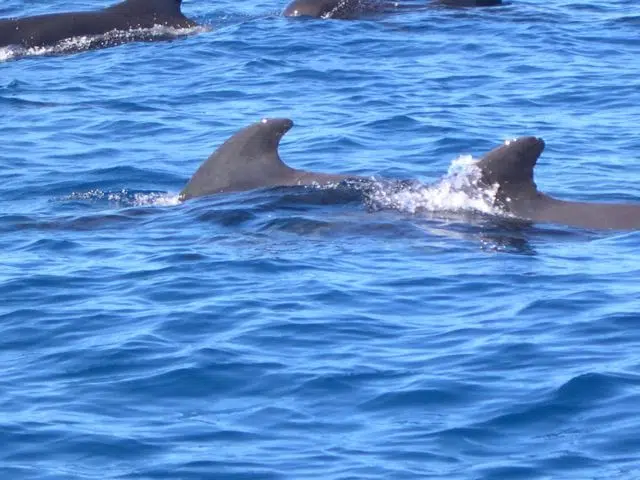 Private Premium Whale and Dolphin Safari St Lucia - Image 6