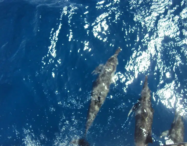 Private Premium Whale and Dolphin Safari St Lucia - Image 7