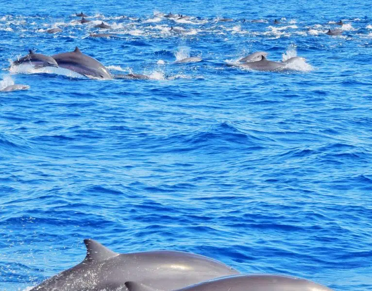 Private Premium Whale and Dolphin Safari St Lucia - Image 3