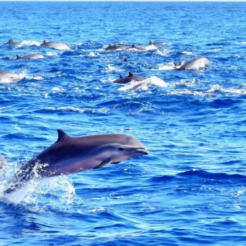 Private Premium Whale and Dolphin Safari St Lucia