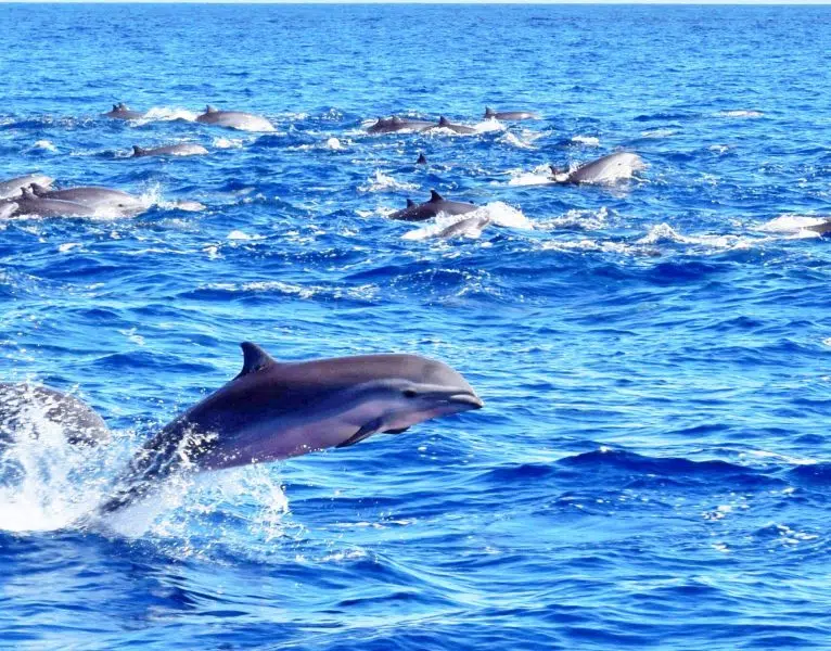 Private Premium Whale and Dolphin Safari St Lucia
