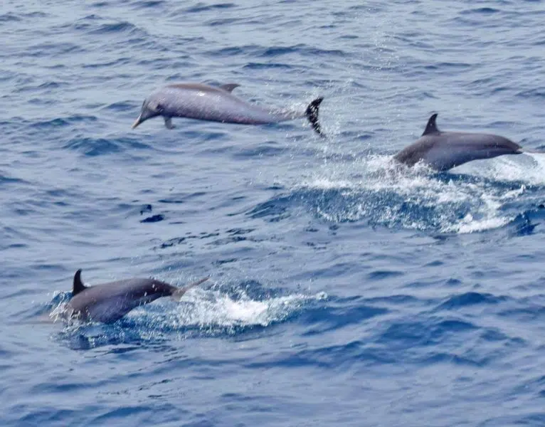 Private Premium Whale and Dolphin Safari St Lucia - Image 11