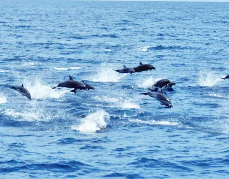 Private Premium Whale and Dolphin Safari St Lucia - Image 12