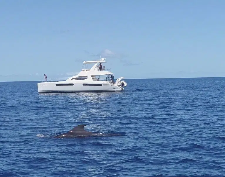 Private Premium Whale and Dolphin Safari St Lucia - Image 8