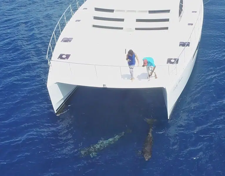 Private Premium Whale and Dolphin Safari St Lucia - Image 9