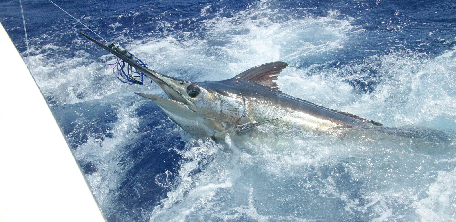 Private Fishing in St Lucia Charters - Image 3