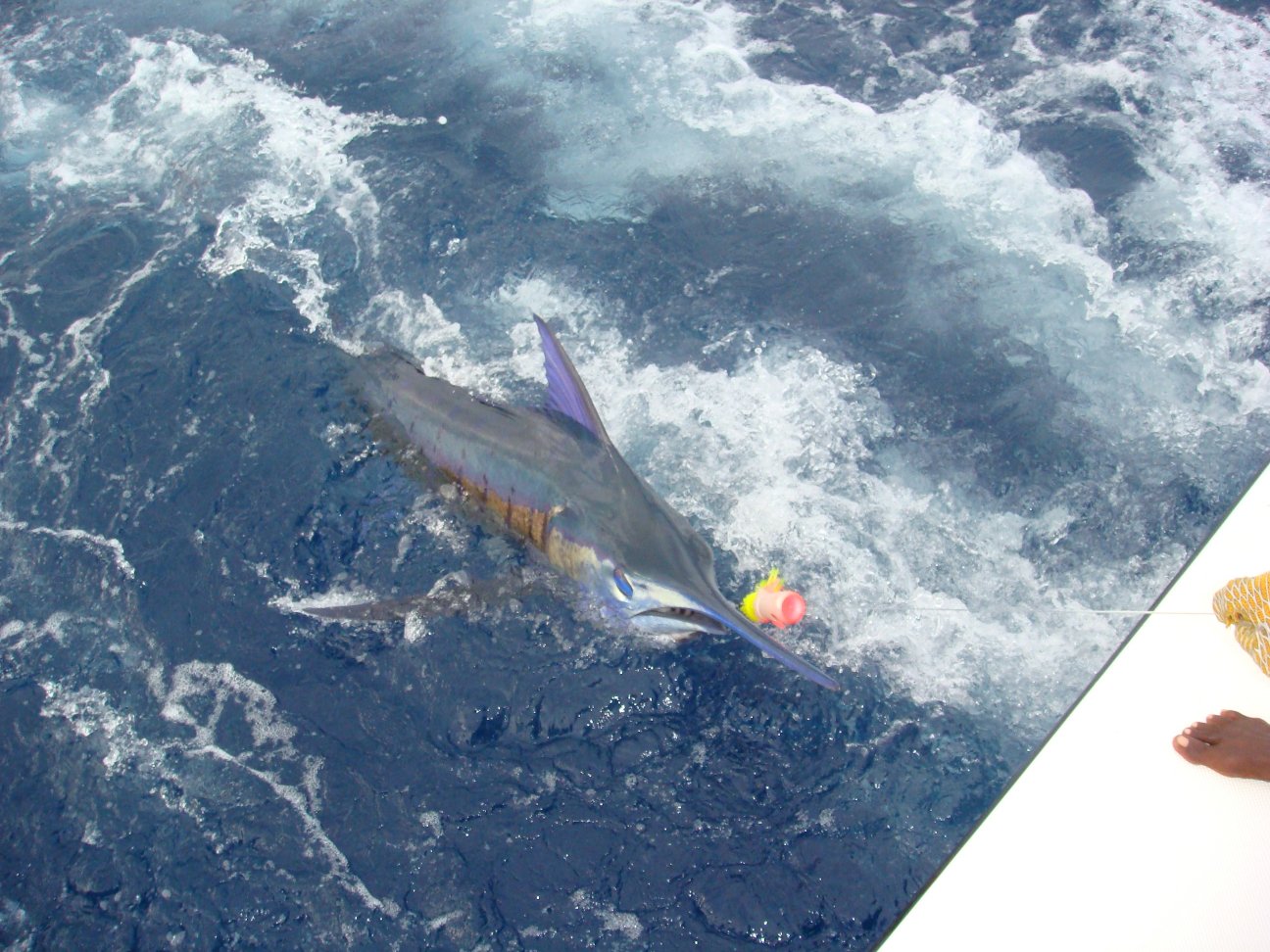 Private Fishing in St Lucia Charters - Image 20