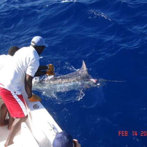 Private Fishing in St Lucia Charters