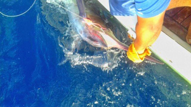 Private Fishing in St Lucia Charters - Image 14