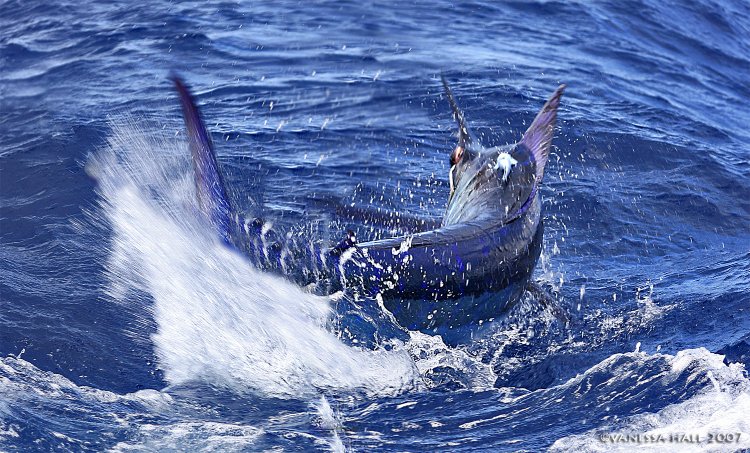 Private Fishing in St Lucia Charters - Image 17