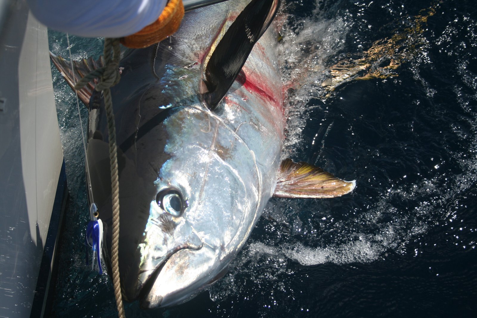 Private Fishing in St Lucia Charters - Image 30